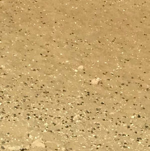 Meet your Posher, Sally